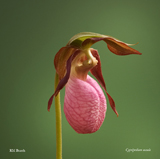 Cypripedium acaule